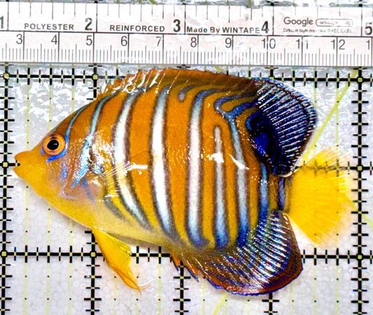 Regal Angelfish Sumatra  Yellow Belly (Vibrant Color Indo) RAYB072201 WYSIWYG Size: ML 4"