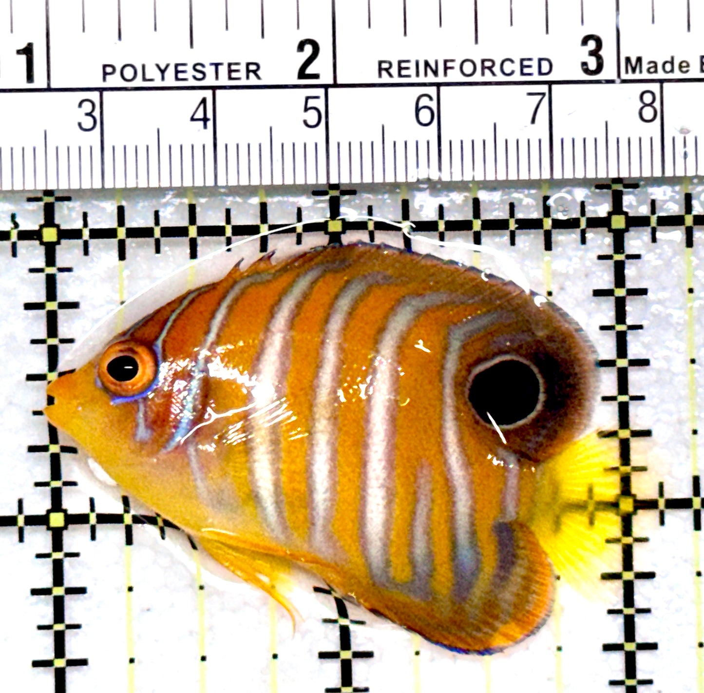 Regal Angelfish Sumatra  Yellow Belly (Vibrant Color Indo) RAYB072203 WYSIWYG Size: S 2"