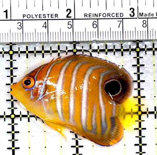 Regal Angelfish Sumatra  Yellow Belly (Vibrant Color Indo) RAYB072203 WYSIWYG Size: S 2"