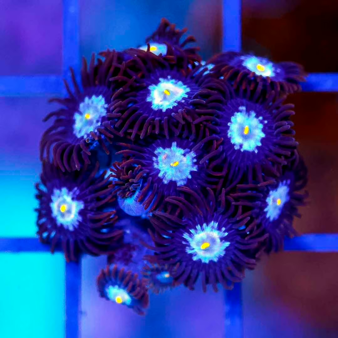 Indo Ultra Wwc Blue Steel Zoanthid Frag Mother Colony IUWBSZFMC102701 WYSIWYG