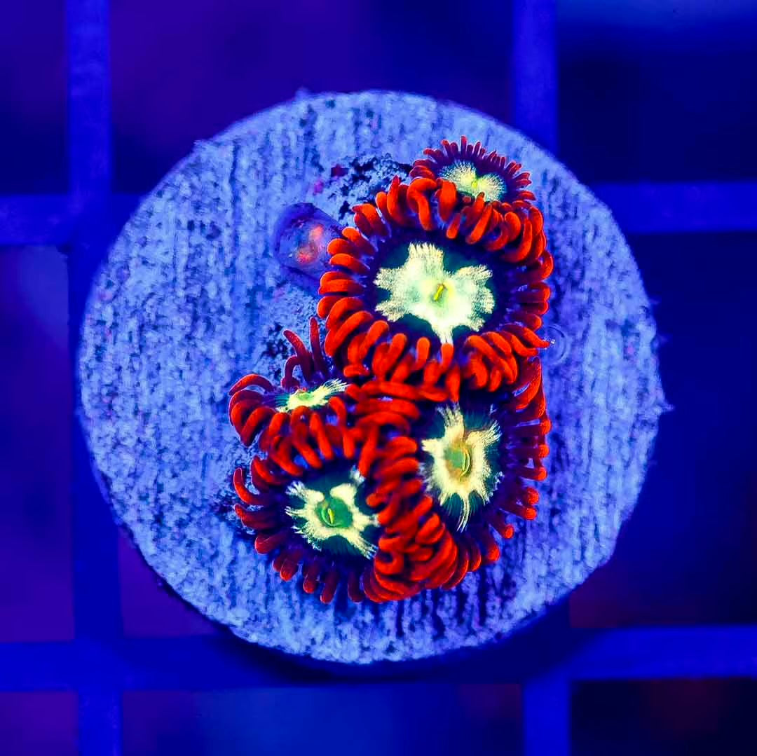 Indo Ultra Alpha N Omega Zoanthid Frag Mother Colony IUAOZFMC102701 WYSIWYG