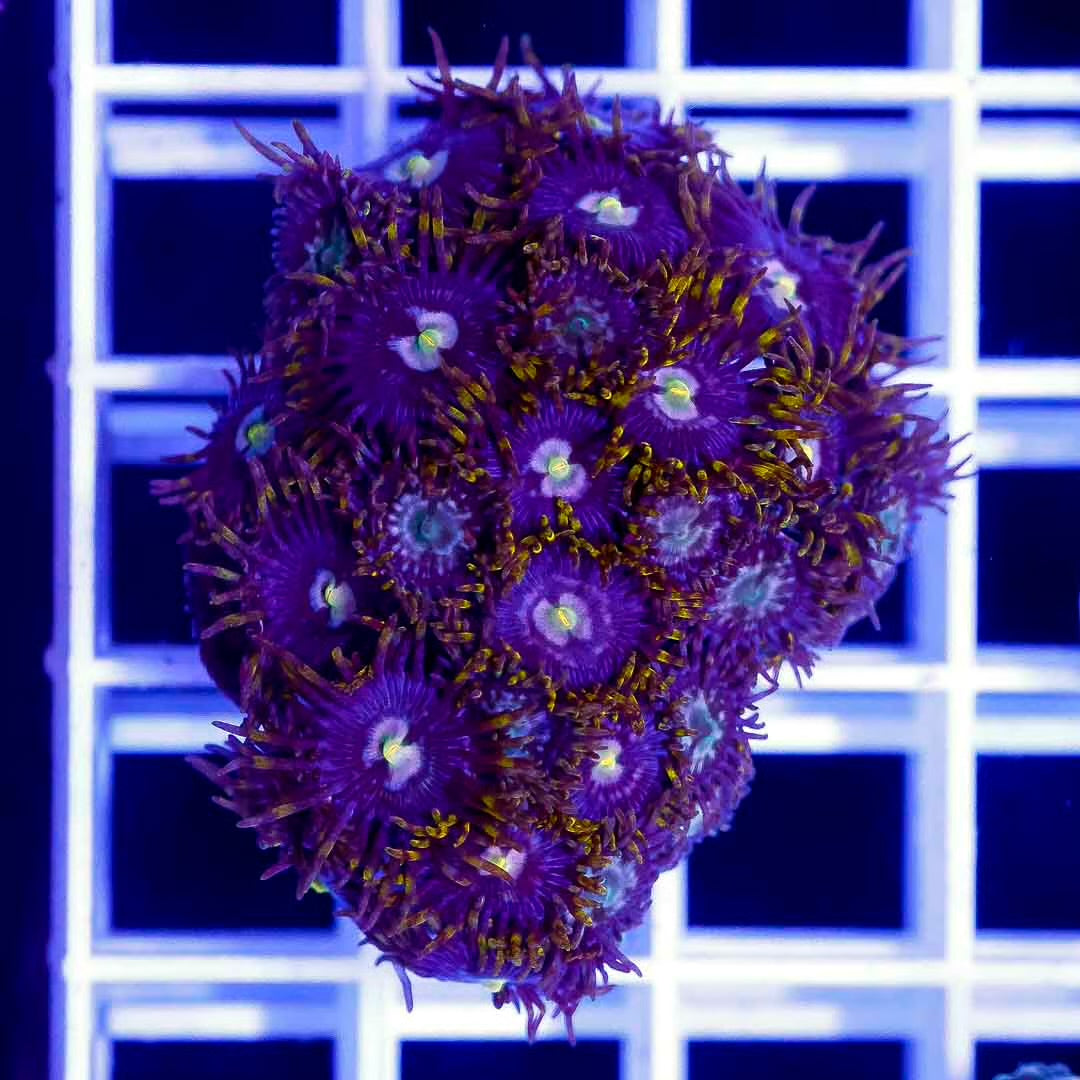 Aussie Zoanthid Frag Mother Colony AZFMC102701 WYSIWYG