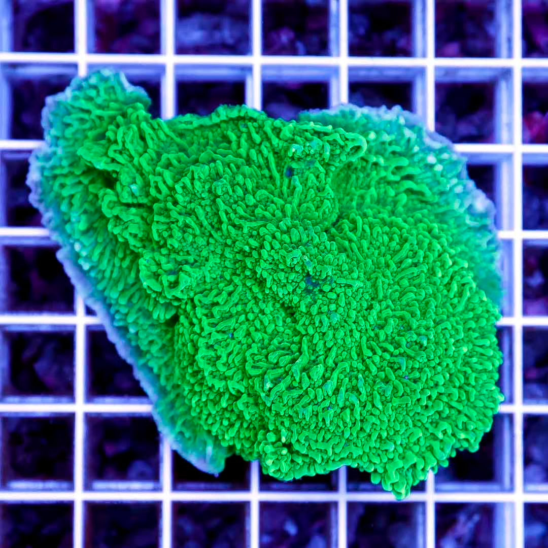 Aussie Green Montipora Mother Colony AGMMC102701 WYSIWYG