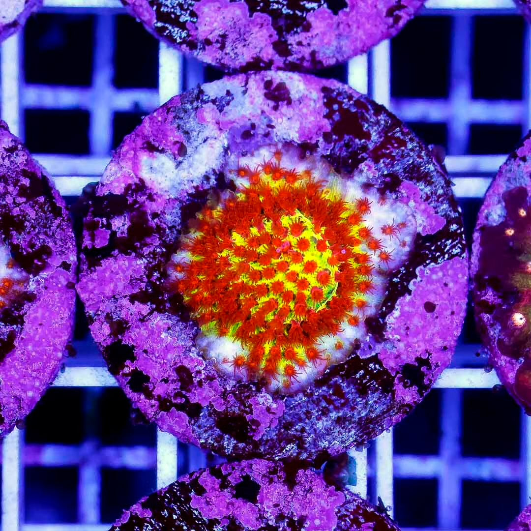 Indo Burning Banana Frag Mother Colony IBBFMC102701 WYSIWYG