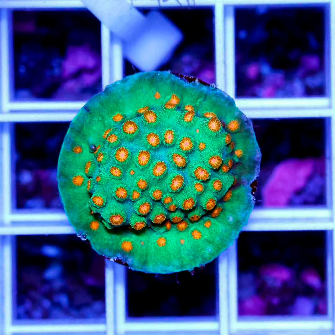 Aussie Cyphastrea Frag Mother Colony ACFMC102701 WYSIWYG