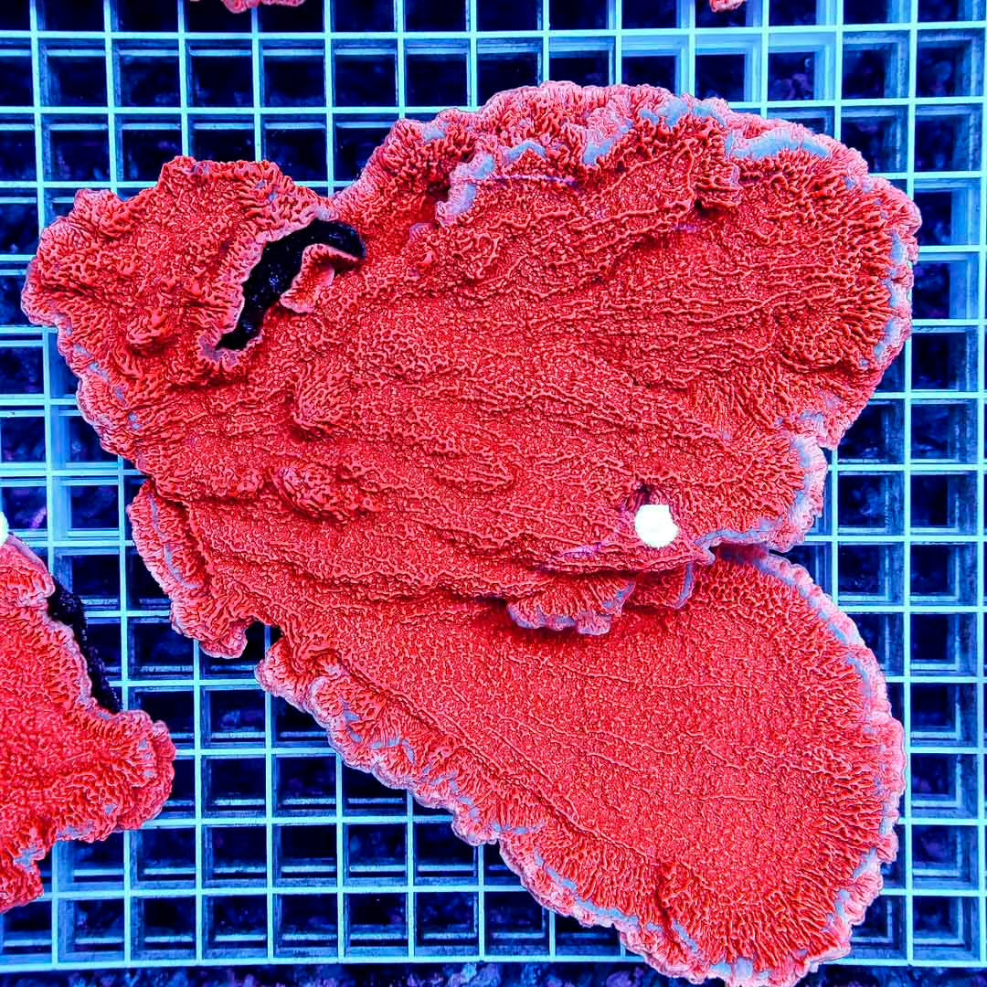 Indo Metallic Red Montipora Mother Colony IMRMMC102701 WYSIWYG