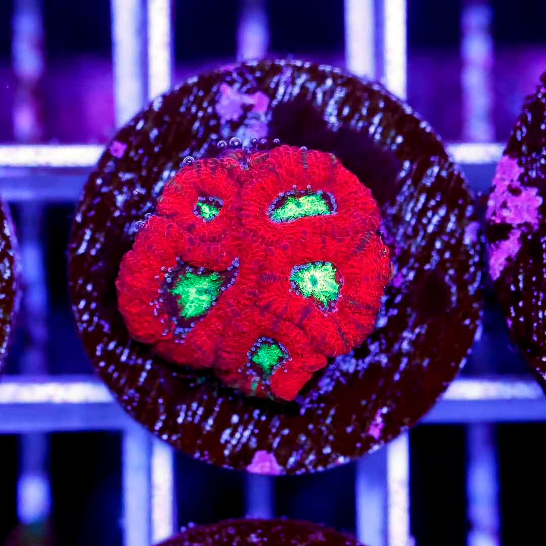Indo Micromussa Frag Mother Colony IMFMC102701 WYSIWYG