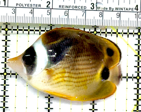 Raccoon Butterflyfish RB072601 WYSIWYG Size: SM 3" approx