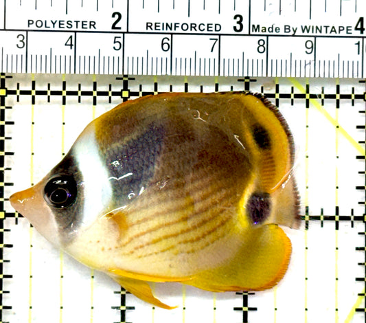 Raccoon Butterflyfish RB072602 WYSIWYG Size: SM 2.75" approx