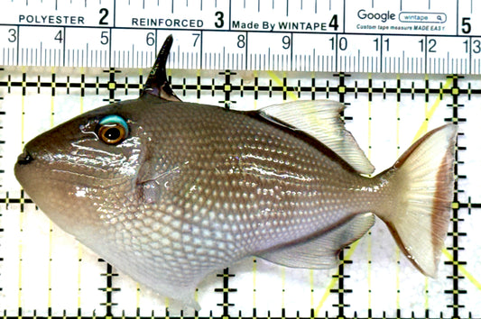 Female Blue Throat Triggerfish (Reefsafe) FBTT072601 WYSIWYG Size: ML 4" approx