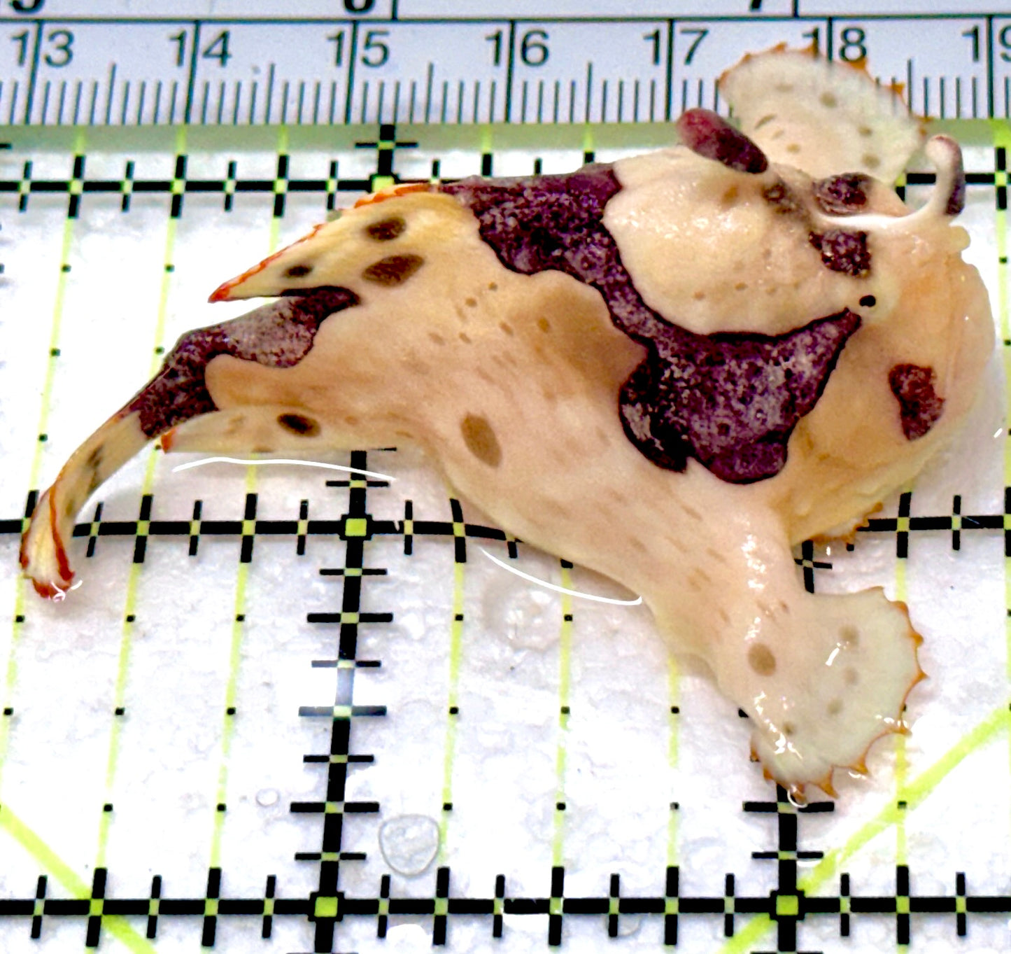Rare White Red Warty Angler RWRWA053101 WYSIWYG Size: M 2.25"approx