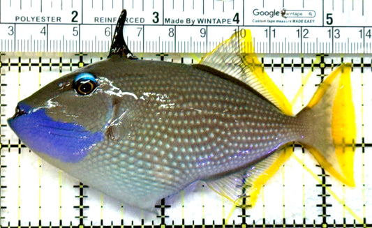 Male Blue Throat Triggerfish (Reefsafe) MBTT072602 WYSIWYG Size: L 4.5" approx