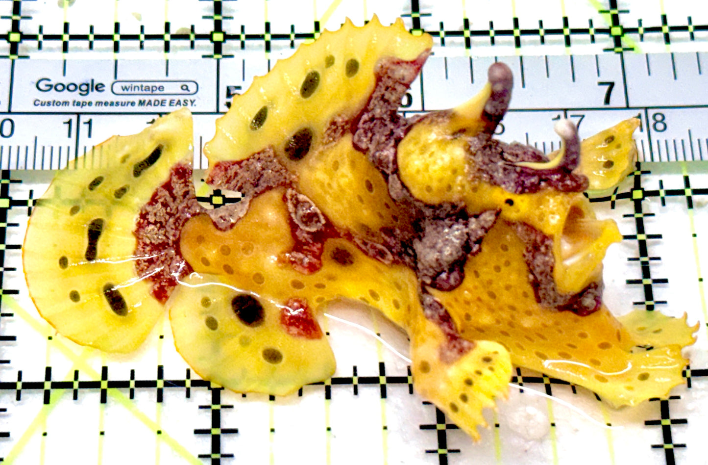 Yellow Pink Warty Angler YPWA053002 WYSIWYG Size: M 3"approx