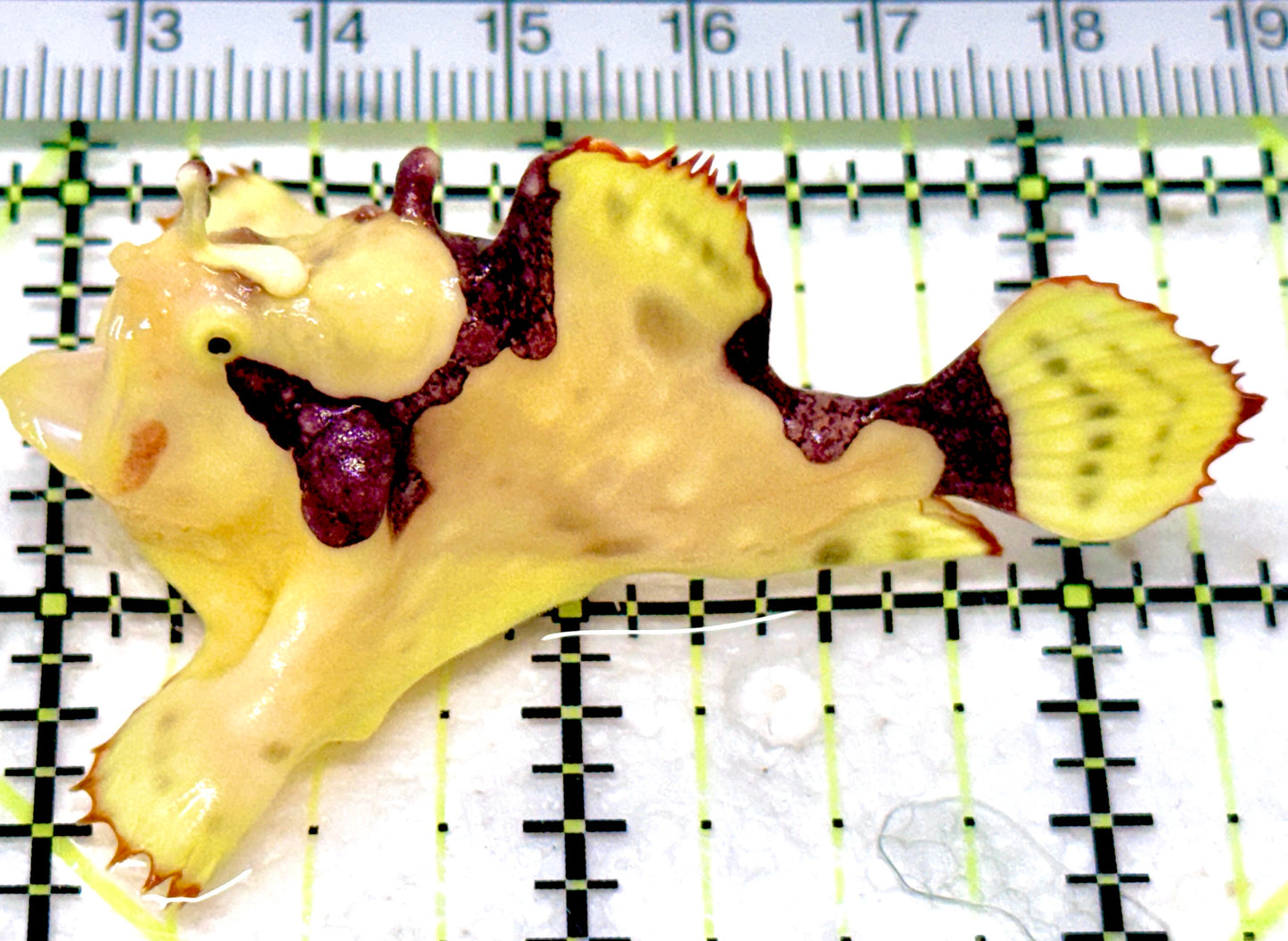 Yellow Pink Warty Angler YPWA053003 WYSIWYG Size: M 2.25"approx