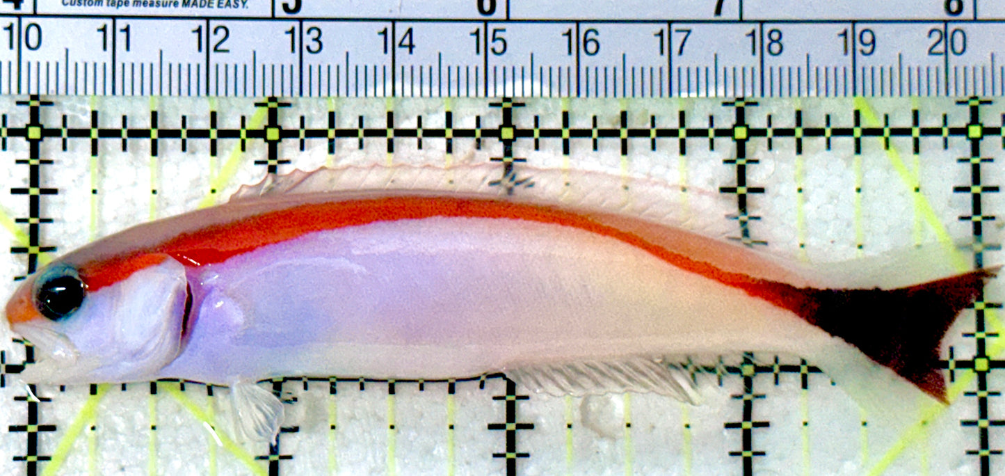 Marcosi Skunk Tilefish MST053001 WYSIWYG Size: L  4" approx