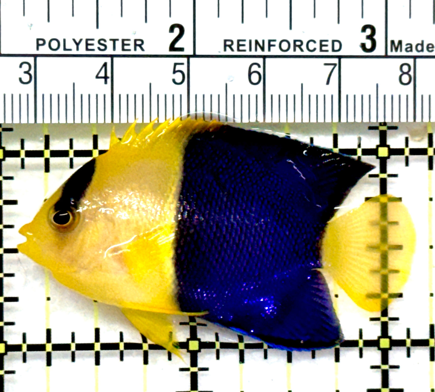 Bicolor Angelfish BA072601 WYSIWYG Size: L 2.25" approx