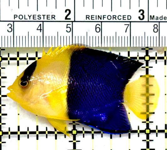 Bicolor Angelfish BA072601 WYSIWYG Size: L 2.25" approx