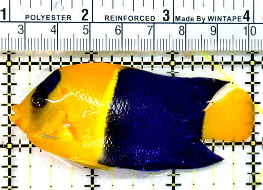 Bicolor Angelfish BA072602 WYSIWYG Size: XL 3" approx