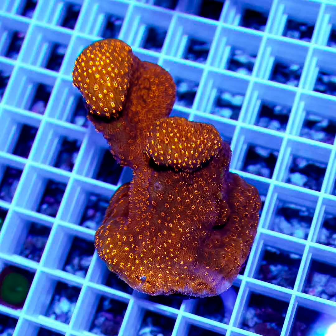 Aussie Orange Pavona Maldivensis Mother Colony AOPMMC102701 WYSIWYG