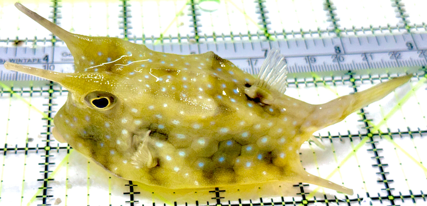 Longhorn Cowfish LC053002 WYSIWYG Size: XXL/SHOW 5.25" approx