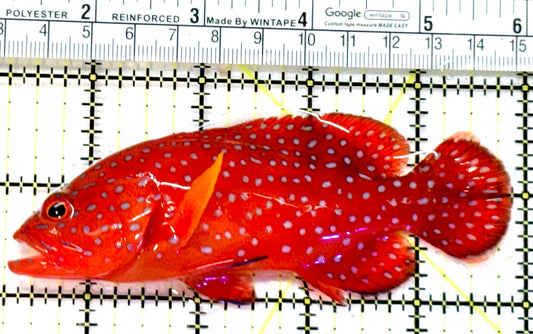 Miniatus Grouper MG072601 WYSIWYG Size: L 4.75" approx