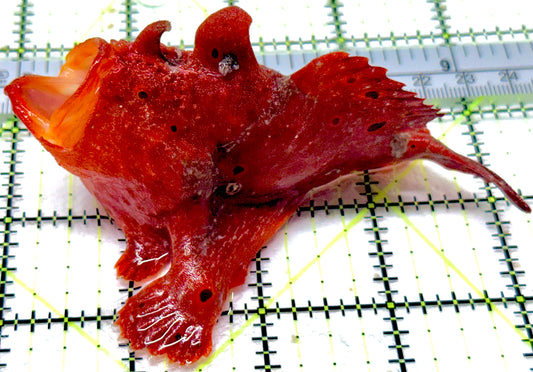 Red Warty Angler RWA053101 WYSIWYG Size: XL 4.25" approx
