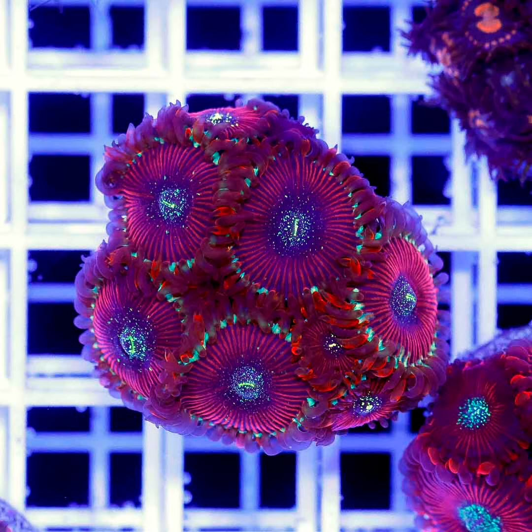 Indo RPE Palys Frag Mother Colony IRPFMC102701 WYSIWYG