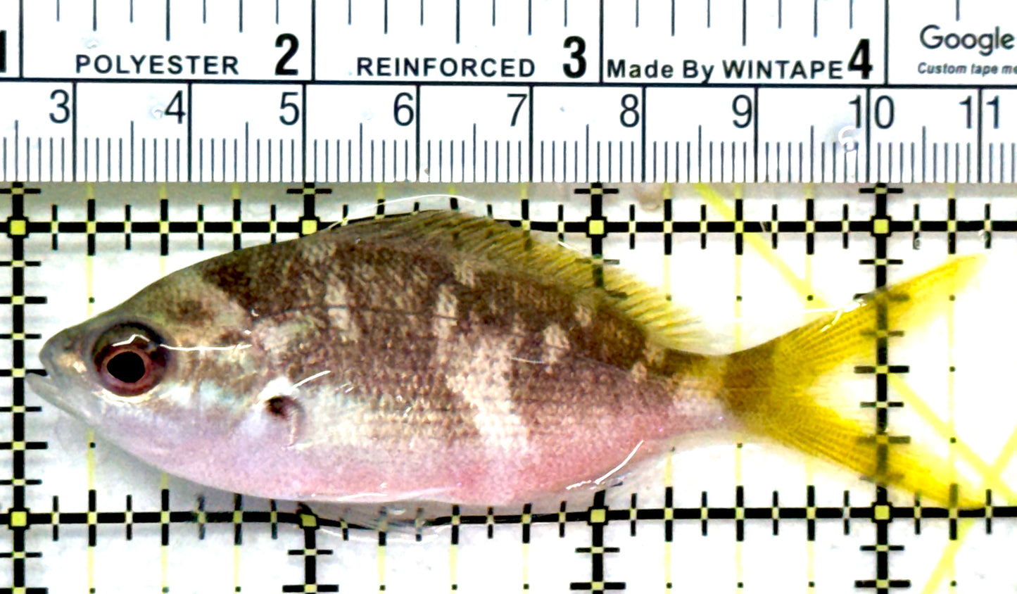 Yellowback Fusilier Fish (Unique) YFF072801 WYSIWYG Size: ML 3.25" approx