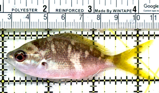 Yellowback Fusilier Fish (Unique) YFF072801 WYSIWYG Size: ML 3.25" approx