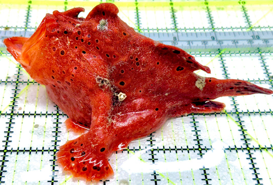 Red Warty Angler RWA053102 WYSIWYG Size: XXXL/SHOW 6.25" and Above approx