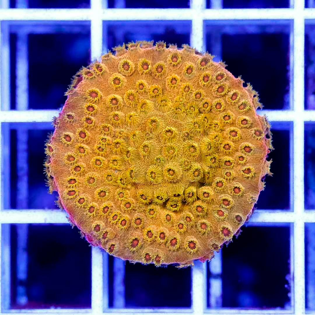 Aussie Cyphastrea Frag Mother Colony ACFMC102701 WYSIWYG