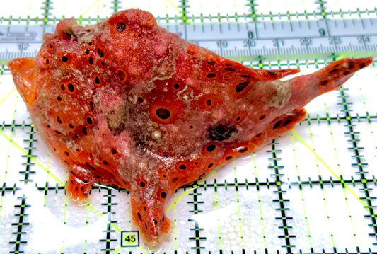 Red Warty Angler RWA053103 WYSIWYG Size: XL 4.5" approx