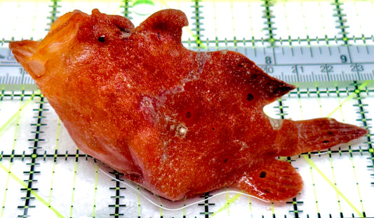 Red Warty Angler RWA053104 WYSIWYG Size: XL 4.5" approx