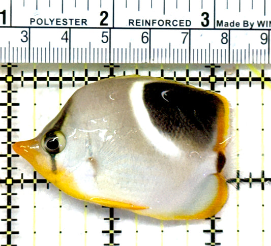 Saddleback Butterflyfish SB072601 WYSIWYG Size: M 2.5" approx