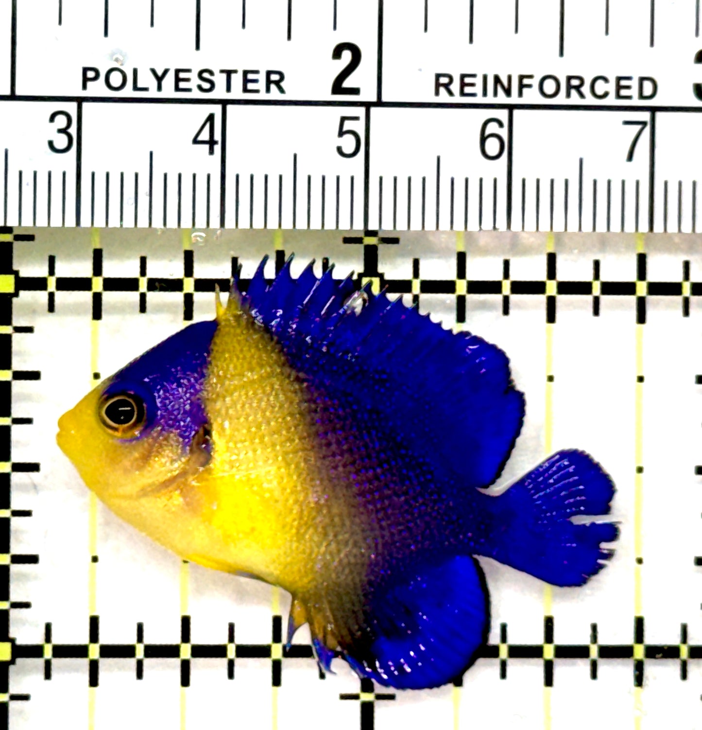 Venustus Angelfish VA072601 WYSIWYG Size: S 1.5" approx