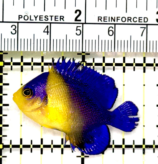 Venustus Angelfish VA072601 WYSIWYG Size: S 1.5" approx
