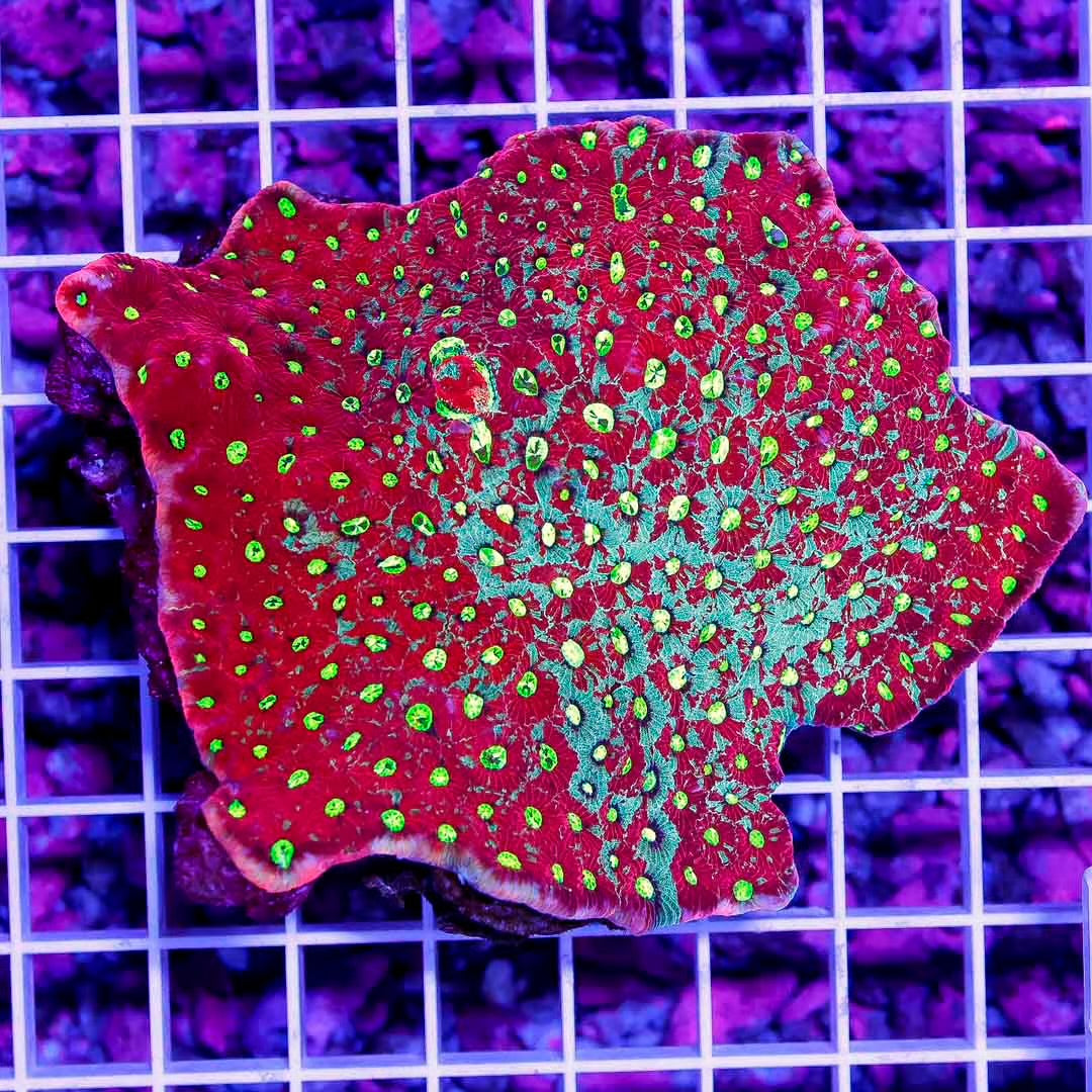 Aussie War Coral Favites Mother Colony AWCFMC102702 WYSIWYG