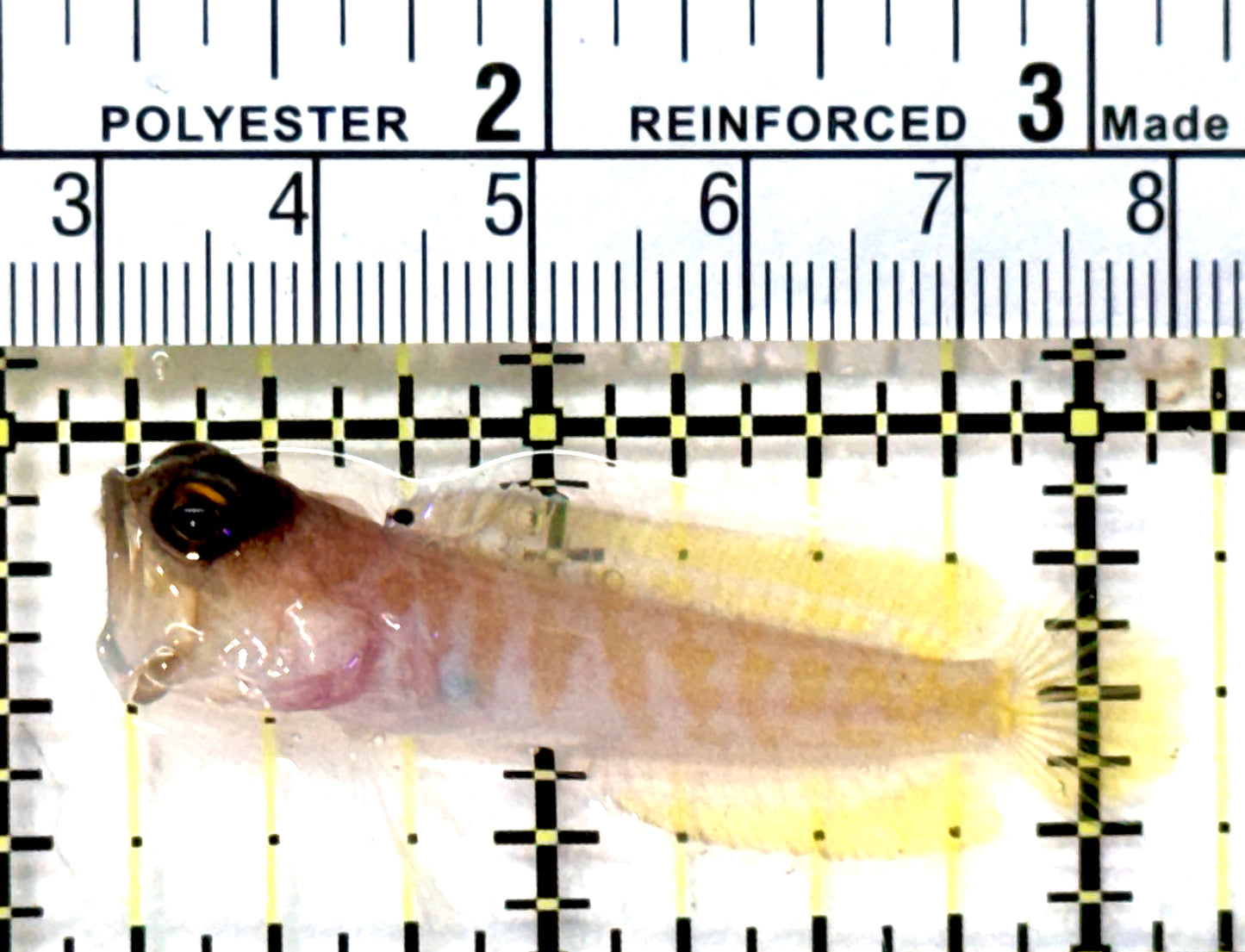 Bali Tiger Jawfish BTJ072601 WYSIWYG Size: S 2" approx