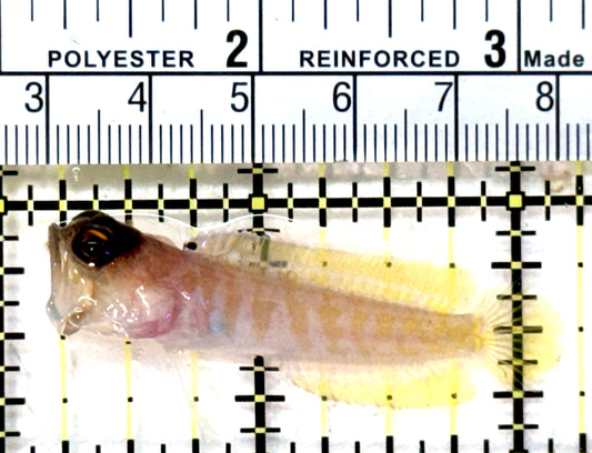 Bali Tiger Jawfish BTJ072601 WYSIWYG Size: S 2" approx
