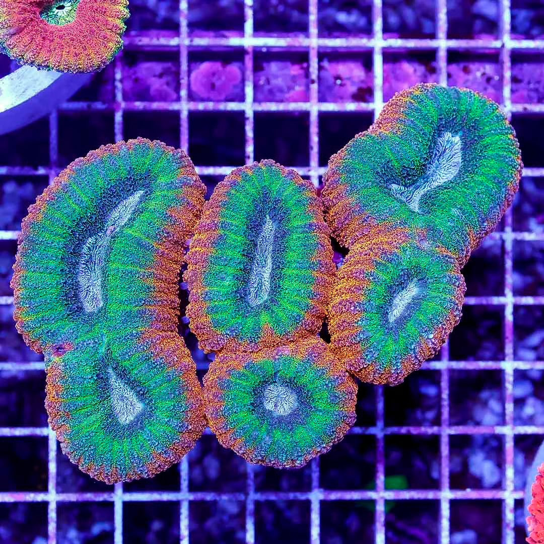 Aussie Metallic Lobophyllia Mother Colony AMLMC102701 WYSIWYG