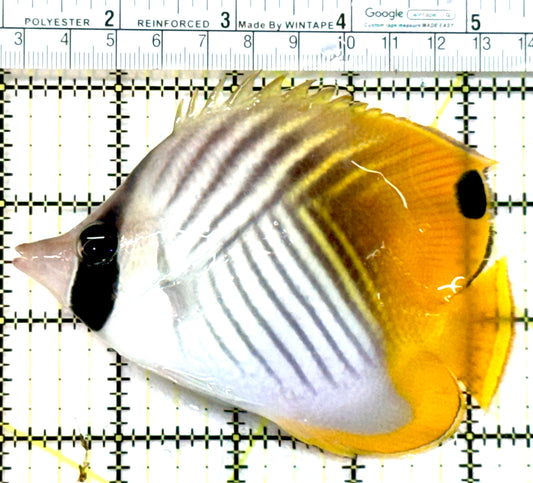 Auriga Butterflyfish AB072601 WYSIWYG Size: XL 4.5" approx