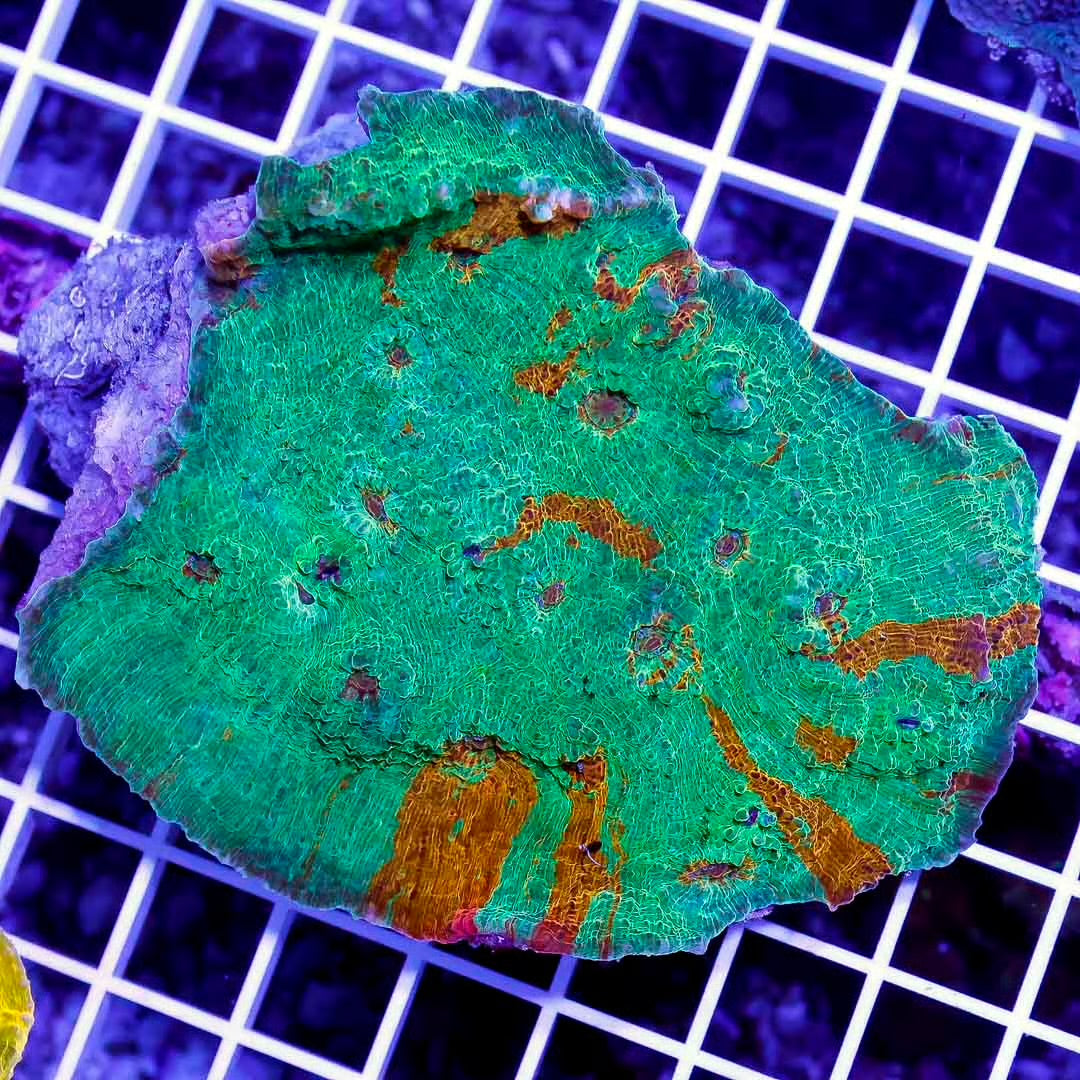 Aussie Metallic Echinophyllia Mother Colony AMEMC102701 WYSIWYG