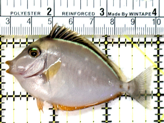 Naso Tang NT072602 WYSIWYG Size: M 3" approx