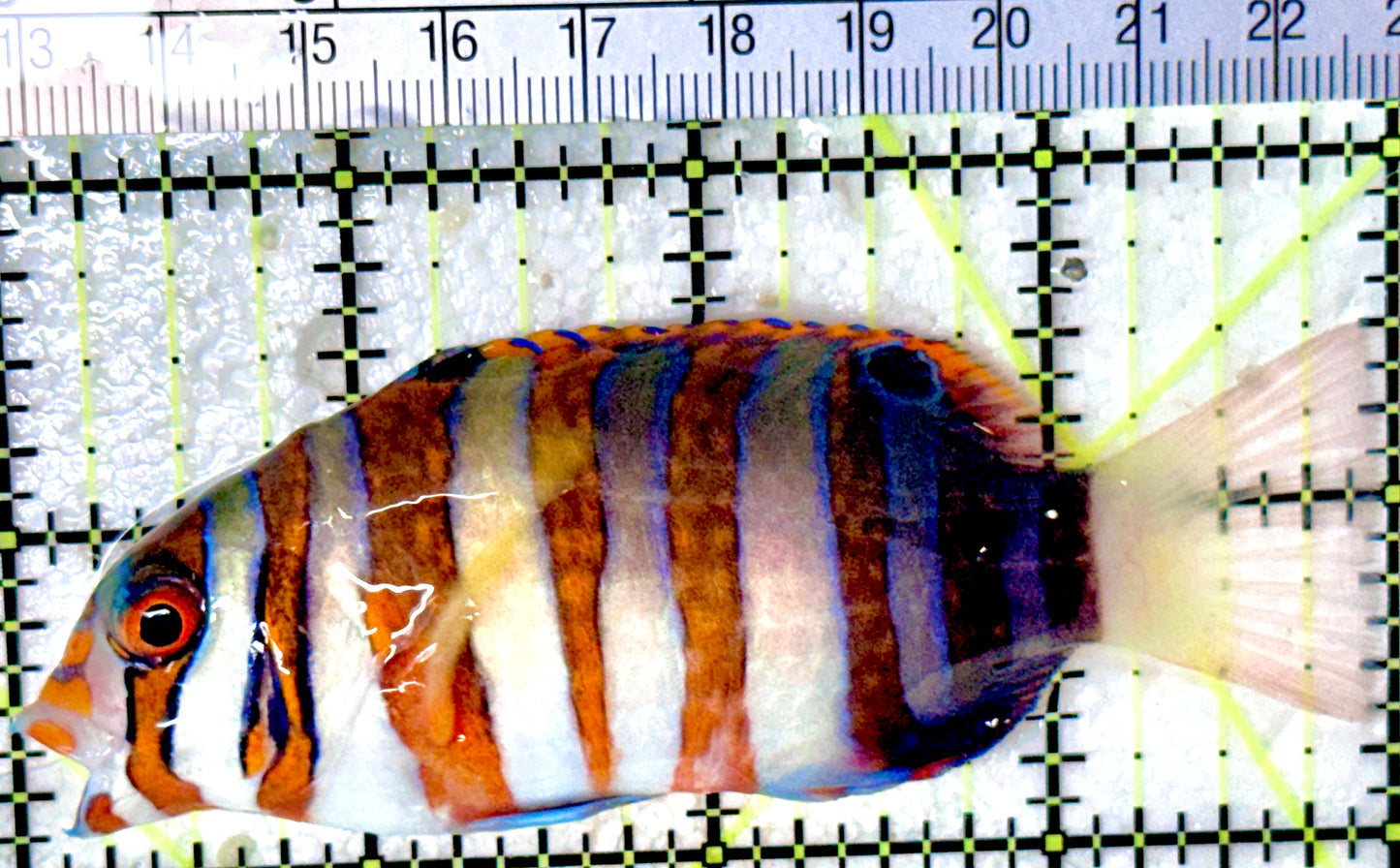 Harlequin Tuskfish HT053101 WYSIWYG Size: M  4" approx