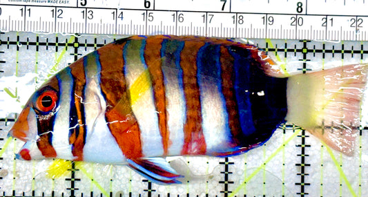 Harlequin Tuskfish HT053102 WYSIWYG Size: L 4.5" approx