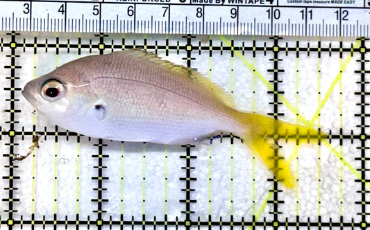 Yellowback Fusilier Fish (Unique)YFF072501 WYSIWYG Size: ML 3.5" approx