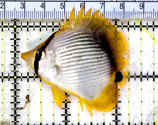 Blackback Butterflyfish BB072501 WYSIWYG Size: M 2.5” approx