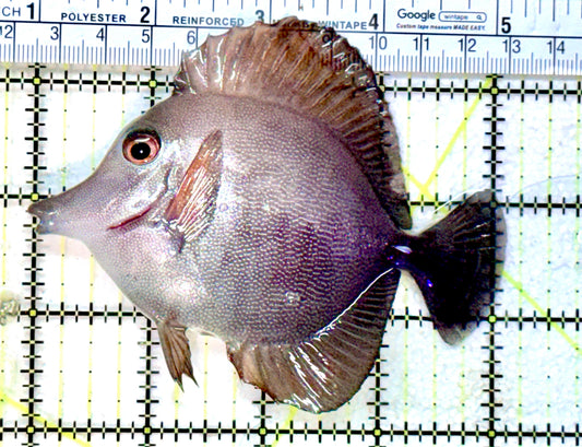 Scopas Tang ST072501 WYSIWYG Size: M 4" approx