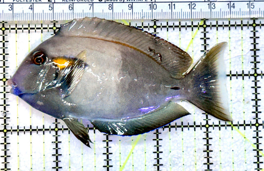 Orange Shoulder Tang OST072501 WYSIWYG Size: M Adult: 4.5 approx