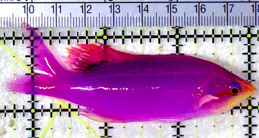 Purple Queen Anthias PQA053101 WYSIWYG Size: XL 3.25" approx